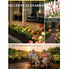 GIGALUMI 4 Pack Solar 28 Carnations Flowers Outdoor, 2 Modes,