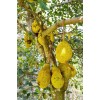 Unbranded Jackfruit Seedling Tree Live - 1 Year Old Tree