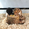 Hamster Food Bowl, Anti-Bite Guinea Pig Feeder Water Bowls, Small