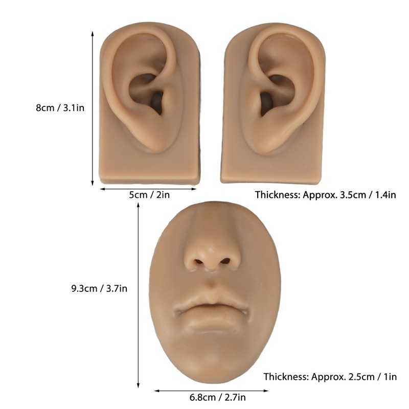 3D Nose and Mouth Model Silicone Ear Model Simulation Display
