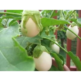 Ornamental Eggplant - 100 Seeds - Edible - Solanum Melongena