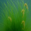 Long Sea Grass Macroalgae (Grass Rock) - Long Hair Grass