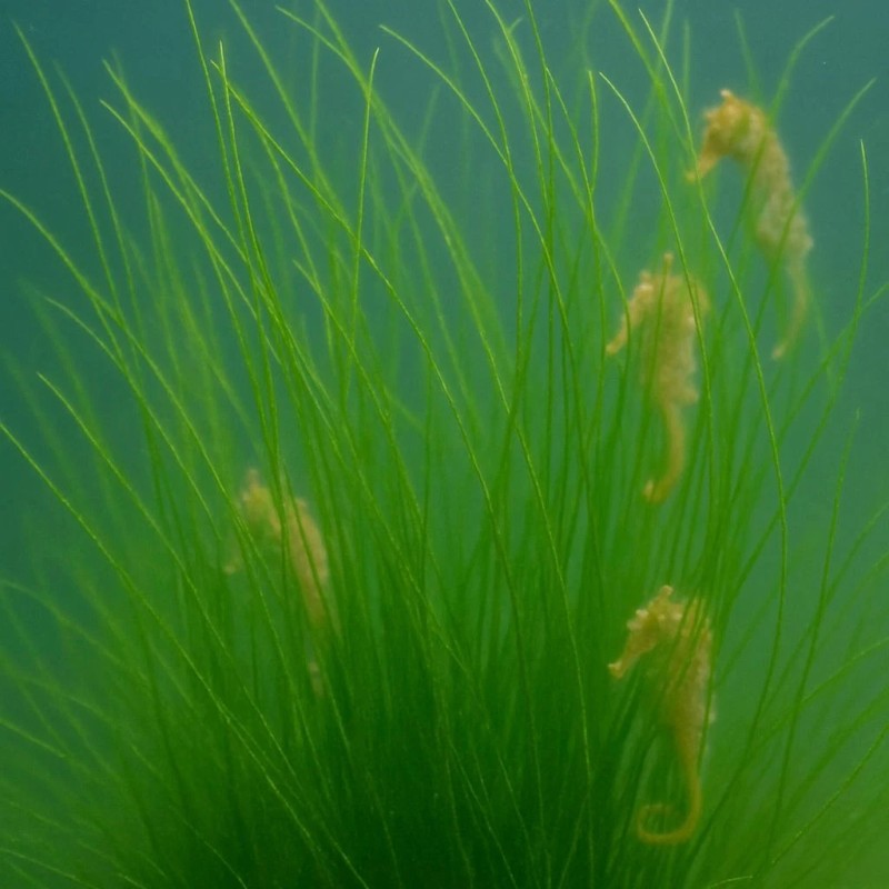 Long Sea Grass Macroalgae (Grass Rock) - Long Hair Grass