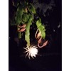 2 pcs 8" - 10" Cuttings Queen of The Night