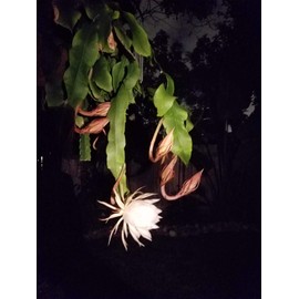 2 pcs 8" - 10" Cuttings Queen of The Night