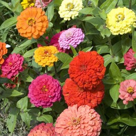 500 California Giant Mixed Zinnia Seeds 5 Grams of Seeds Non GMO Heirloom Elegans Midget USA Harvested pollinator bee Butterfly
