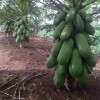 Fresh 55 Calina True Dwarf Papaya FRESH Seeds .9 months