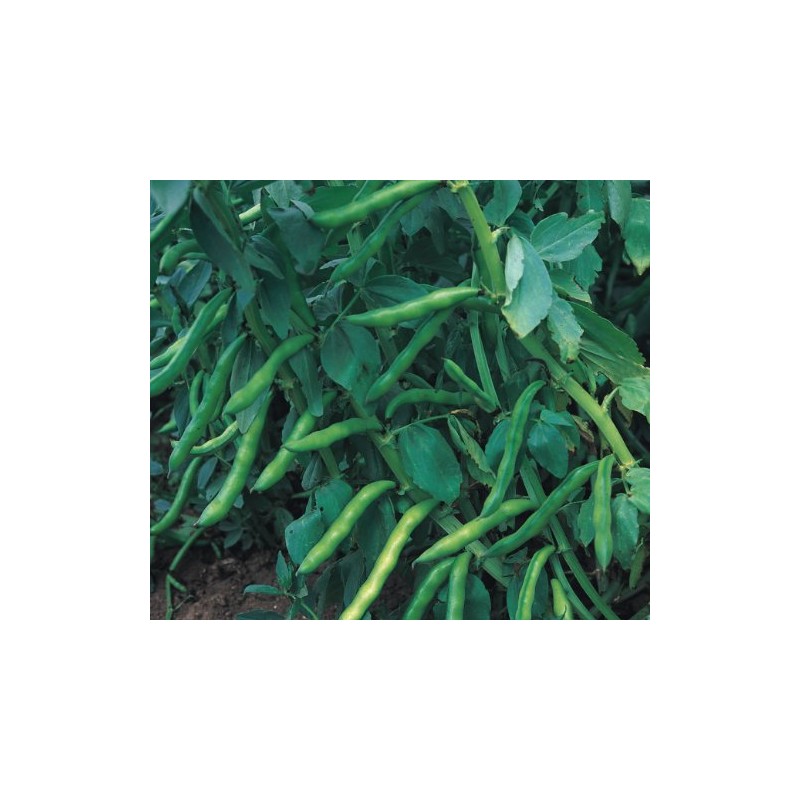 Viridis Hortus - Broad Bean Aquadulce Claudia - 40 Vegetable