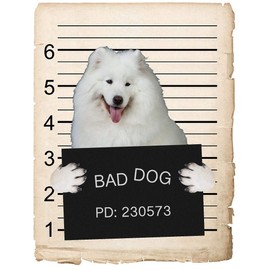 Samoyed Dog Mugshot Bad Dog Car Bumper Magnet, Magnetic for Refrigerator, Decorative Fridge, Office, Whiteboard, Kitchen, Locker Waterproof Decor, Family & Friends, 4x7 in