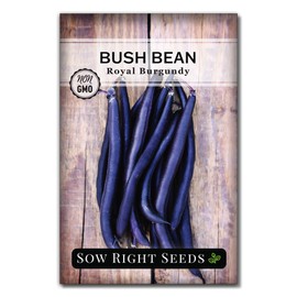 Sow Right Seeds - Royal Burgundy Bean Seeds for Planting - Non-GMO Heirloom Packet with Instructions to Plant an Outdoor Home Vegetable Garden - Stringless Variety - Dark Color and an Abundant Harvest