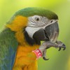 FOMIYES Metal Bird Foot Ring Homing Pigeon Supplies Parrot Leg