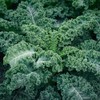 Benefits of freeze-dried curly kale 2+1 cans of curly kale