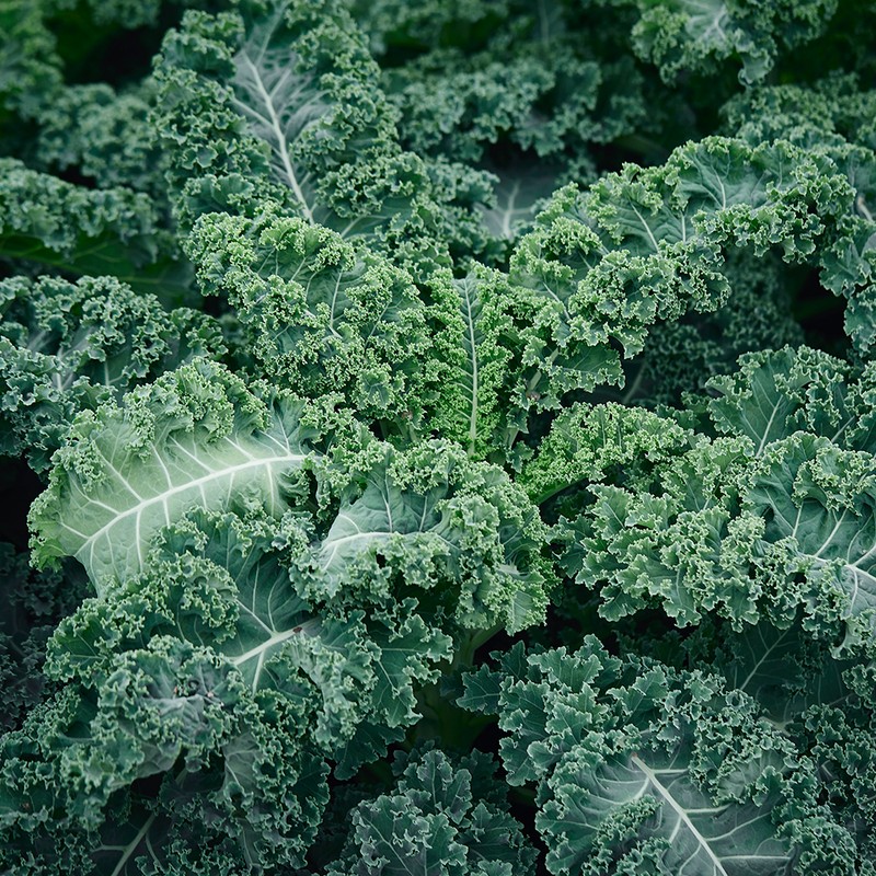 Benefits of freeze-dried curly kale 2+1 cans of curly kale
