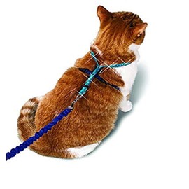 PetSafe Come with Me Kitty - Arnés con Purpurina y Correa elástica para Gato, tamaño Grande                                                           