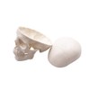 Mini Skull Model - Small Size Human Medical Anatomical Adult