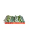 Shop Succulents | Azul Verde Collection | Assortment of Hand