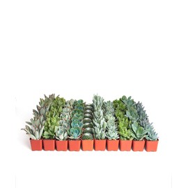 Shop Succulents | Azul Verde Collection | Assortment of Hand Selected, Fully Rooted Live Indoor Blue/Green Succulent Plants, 64-Pack