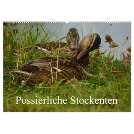 Possierliche Stockenten (Wandkalender 2026 DIN A2 quer), CALVENDO Monatskalender