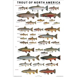 Picture Peddler Trout of North America by Joseph R. Tomelleri Fishing Rainbow Brook Cutthroat Steelhead Lake 24x36