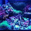 ABI 23W Tuna Blue LED Bulb Coral Reef Optimized Spectrum