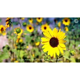 Wild Sunflowers Hi-res Photographic print 10.5” X 18.5” By Lochlainn Seabrook