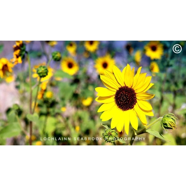 Wild Sunflowers Hi-res Photographic print 10.5” X 18.5” By Lochlainn