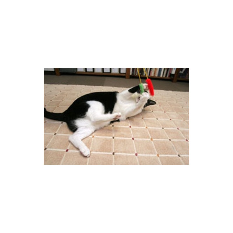 Cat Jarashi, Set of 2