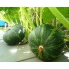 20 JAPANESE GREEN PUMPKIN SEEDS - Kabocha - Open pollinated,