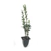 Sky Pencil Japanese Holly - 10 Live Plants - Ilex