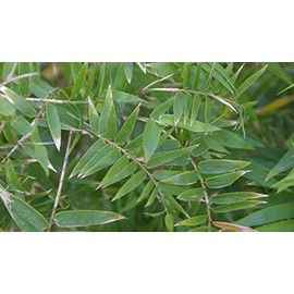 Large 3'-4' Tall Bambusa Multiplex 'Fern Leaf' Clumping Bamboo, 1 Size Live Plant