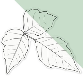 Extra Large 460mm 'Poison Ivy' Transparent/Clear Sticker Decal for Windows/Cars/Walls (DC00129607)