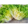 SeedsUP - 700+ Seeds Frisee Curly Endive - Salad -
