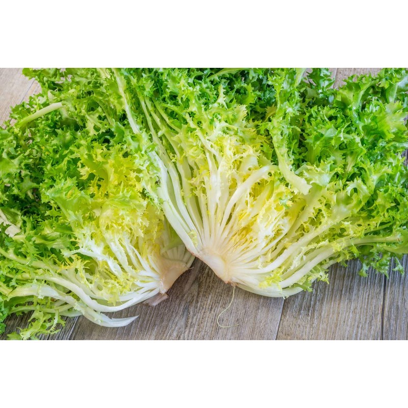 SeedsUP - 700+ Seeds Frisee Curly Endive - Salad -