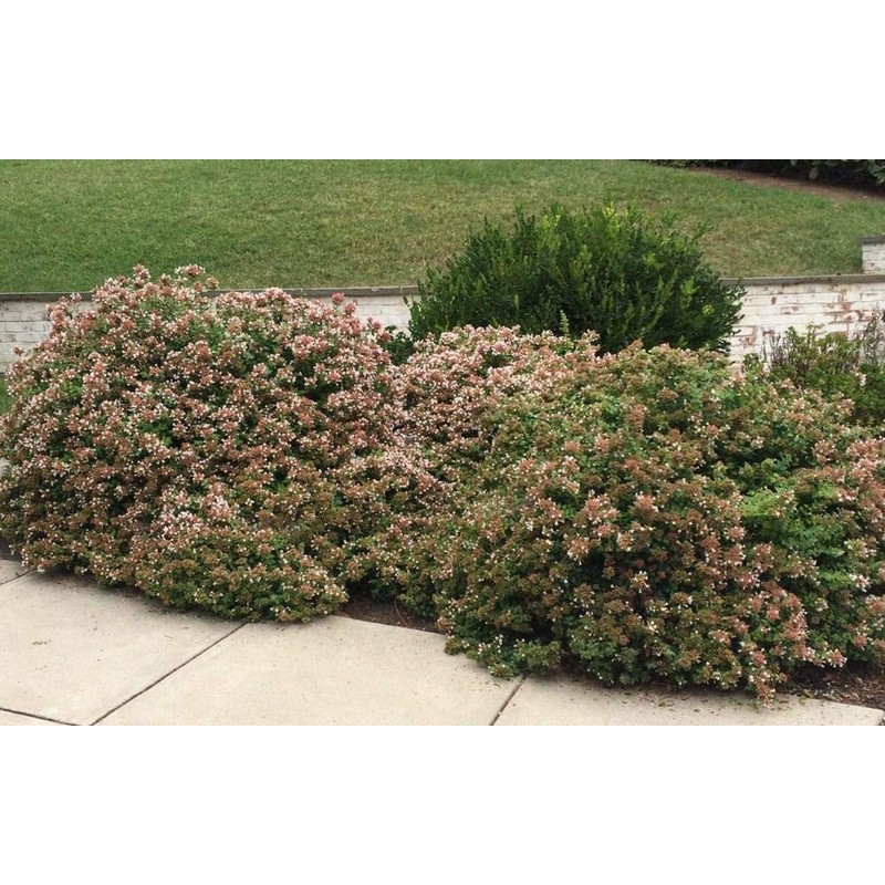 Abelia Chinensis Rose Creek - 10 Live Plants - Flowering