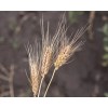 Sunshine Seeds Peruvian Trigo Wheat Seeds (200) / ORGANIC /