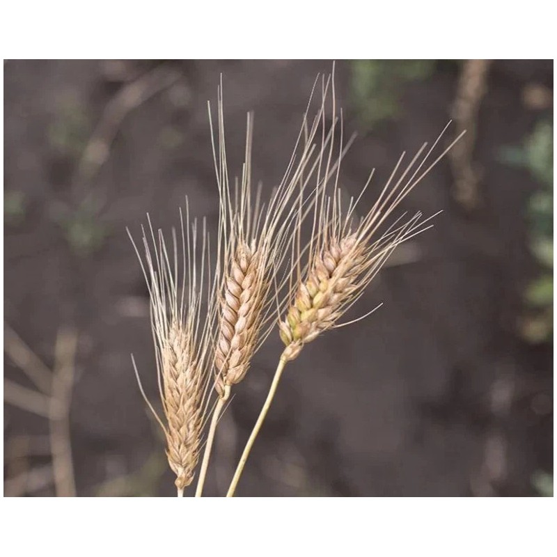 Sunshine Seeds Peruvian Trigo Wheat Seeds (200) / ORGANIC /