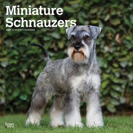Miniature Schnauzers | 2025 12 x 24 Inch Monthly Square Wall Calendar | BrownTrout | Animals Small Dog Breeds