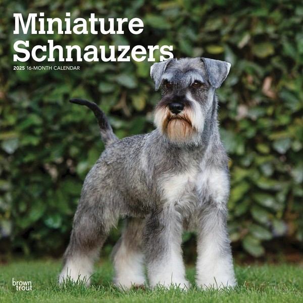 Miniature Schnauzers | 2025 12 x 24 Inch Monthly Square