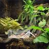 2 Pack Transparent Hermit Crab Water Tanks with Cuttable Climbing