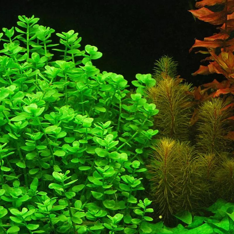 Moneywort Bunch| Bacopa Monnieri - Beginner Fresh Water Tropical Aquarium