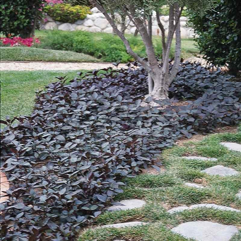 Outsidepride Alternanthera Purple Knight Seeds - 10 Pcs Purple Foliage,