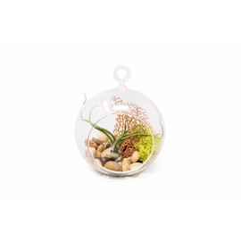Air Plant Shop Bulbosa Seafan Terrarium with Tillandsia Bulbosa, Reindeer Moss, Sea Fan, & Stones - Wholesale and Bulk - Succulents - Live Tillandsia - Easy Care Indoor and Outdoor House Plants