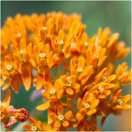 Seed Needs, Butterfly Milkweed Seeds for Planting (Asclepias tuberosa) Twin Pack of 100 Seeds Each - Heirloom, Non-GMO & Untreated, Attracts Monarchs