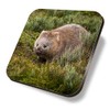 1 x Square Coaster - Bare Nosed Wombat Cute Wildlife