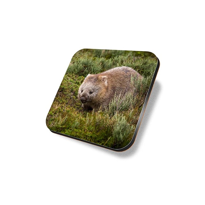 1 x Square Coaster - Bare Nosed Wombat Cute Wildlife