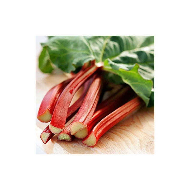 Victoria Red Rhubarb 25 Seeds-Perennial - Easy to grow