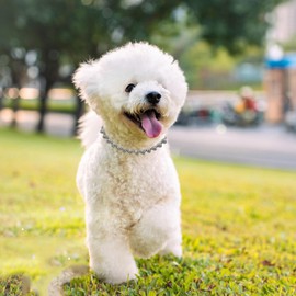 Ximipet Cute Heart-Shaped Diamond Dog Collar, Sturdy Metal Gold/Silver Dog and Cat Necklace Jewelry, Multiple Sizes (Silver, 13.7in)