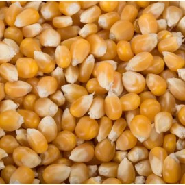 50 lb. Bulk Supply HI-POP Organic Large Yellow Mushroom Popcorn Kernels Non-GMO