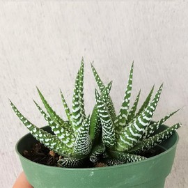 Haworthia 'Zebra Plant' White Stripe Aloe Spiky Succulent (4 inch)