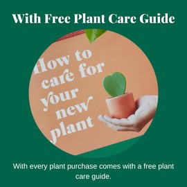 HOUSE PLANT SHOP | Chinese Evergreen 'Red Siam' - 4" Pot | Live Indoor Plant | Easy to Care | Natural Décor Plant | Great Gifts | Free Care Guide